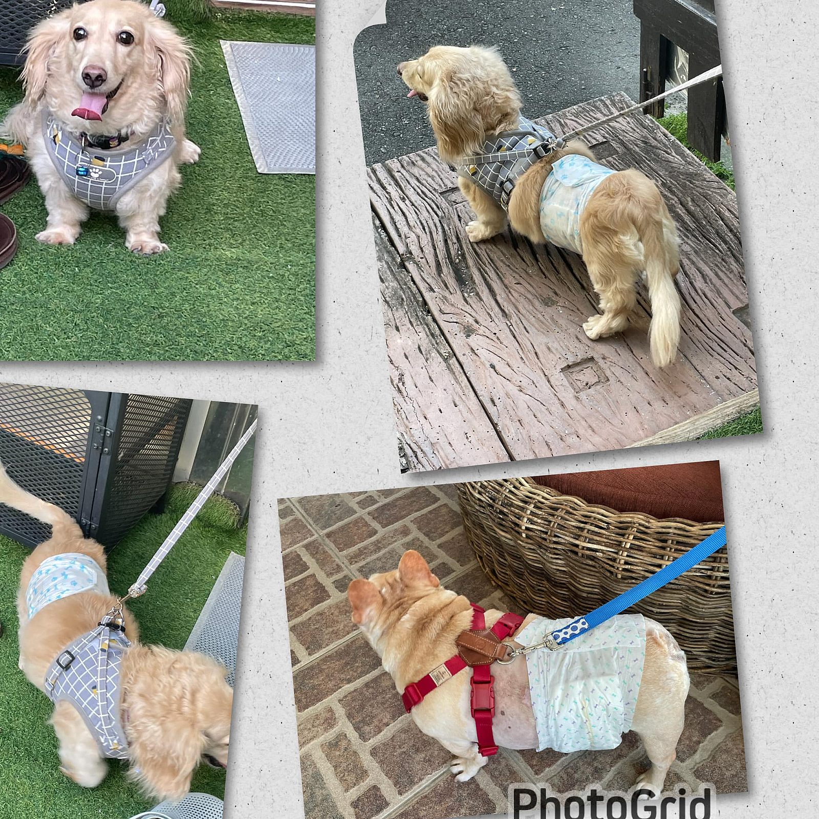 閒情驛棧寵物友善